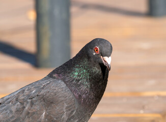 Grey rock dove is sitting on the outdoor and looking at camera. Close-up, portrait.