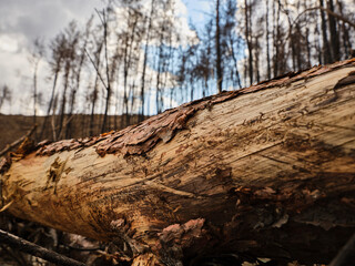 image of a forest after a fire