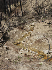 burnt trees in the forest