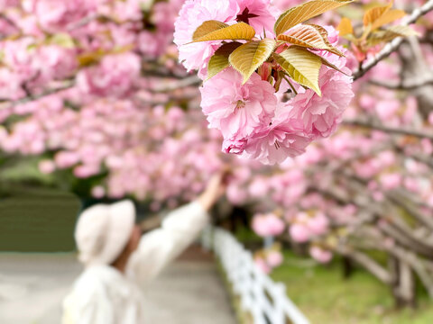 八重桜に手を伸ばす高齢女性