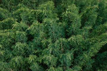 Pine tree closeup background