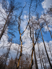 image of a forest after a fire