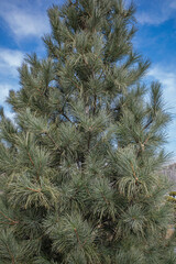 A young fir tree against the blue sky