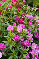 A group of purple-pink flowers in the garden
