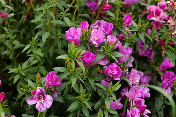 A group of purple-pink flowers in the garden