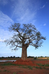 Fototapeta na wymiar アフリカケニアに自生する巨大バオバブの木