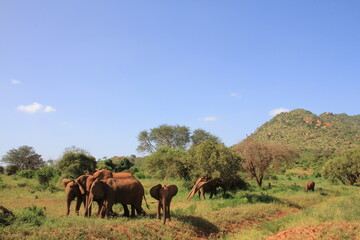 アフリカゾウの家族