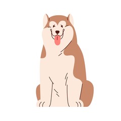 Cute Chinese Alaskan Malamute portrait. Funny canine animal sitting with tongue out. Happy purebred dog. Adorable sweet friendly doggy. Flat vector illustration isolated on white background