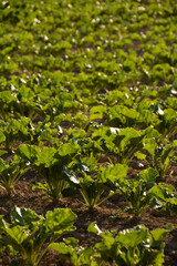 初夏のビート畑
