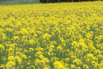 Obraz premium 菜の花畑 