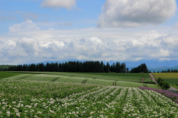 花が咲いているジャガイモ畑
