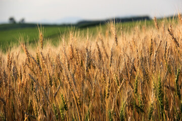 収穫が間近な黄金色の麦の穂