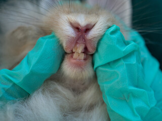 Close up rabbit teeth. Veterinarian opening bunny rabbit mouth to examine its teeth.