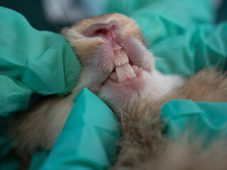 Rabbit teeth got examined by veterinarians. Dental health of bunny rabbit