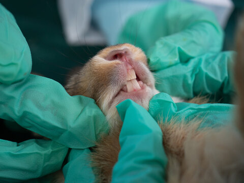 Rabbit teeth getting examine by veterinarians. Close up image of rabbit teeth.