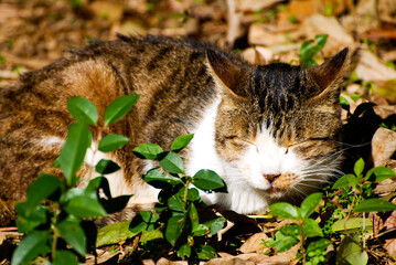 Naklejka na ściany i meble sleeping cat in the grass