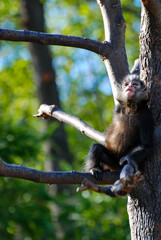  little macaque on a tree