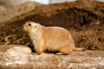 prairie dog on the ground