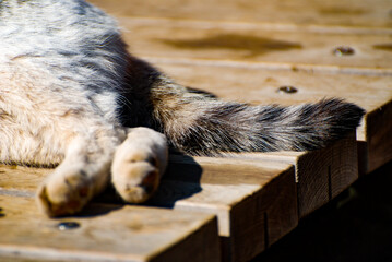 Obraz premium sleeping cat tail on the bench