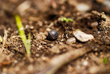 Roly-poly