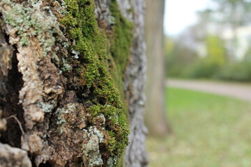 macro view of a tree in a beautiful park