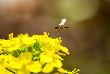 Hoverfly on a yellow flower 6