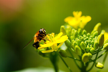 Hoverfly on a yellow flower 5