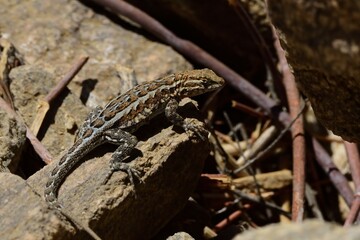 western fence lizard