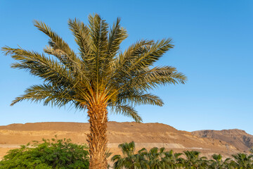 Palm tree on the background of the desert.