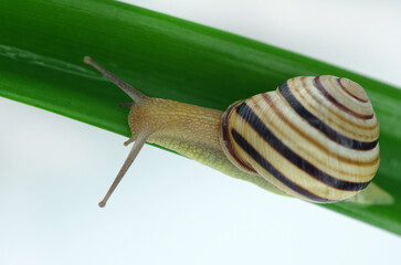Snail crawling on a green flower