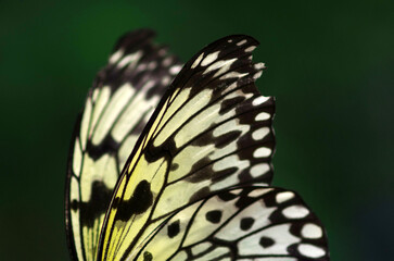 Naklejka na ściany i meble Butterfly wings close-up. Wings macro.