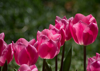pink tulips in the garden