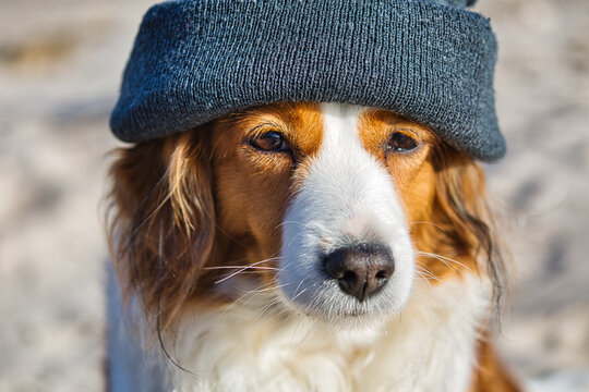 Funny Kooikerhondje dog wearing bonnet
