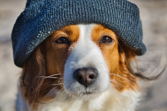 Funny Kooikerhondje dog wearing grey bonnet