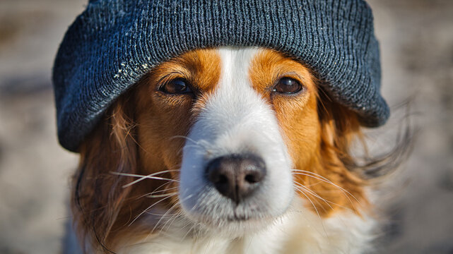 Funny Kooikerhondje dog wearing bonnet - (16x9)