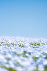 【春】ネモフィラの花　縦	