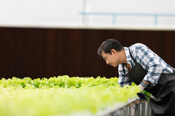 Naklejka na ściany i meble senior farmer checking and controlling organic vegetables garden in hydroponic farm