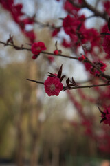 pink flowers in the garden
