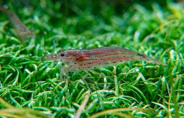 Yamato shrimp, Amano Shrimp, Caridina multidentata