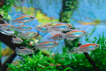 Congo tetra, Phenacogrammus interruptus