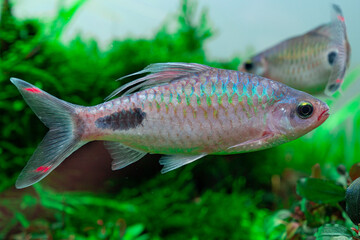 Fototapeta premium DAWKINSIA FILAMENTOSA