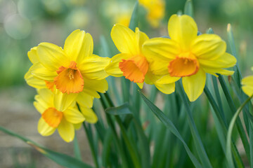 Group yellow large-cupped daffodil cultivars (Genus narcissus) with an orange corona. - obrazy, fototapety, plakaty