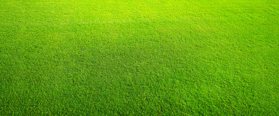 fresh green grass or lawn.grass background Golf Courses green lawn.Natural green grass background.