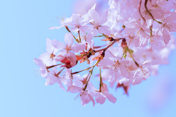 벚꽃, 벚나무, Sakura, Cherry blossom