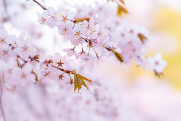 벚꽃, 벚나무, Sakura, Cherry blossom