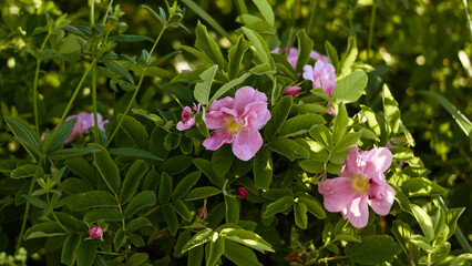 floral natural panoramic banner. pink rose hips flowers in bright green leaves. summer sunny garden at sunset
