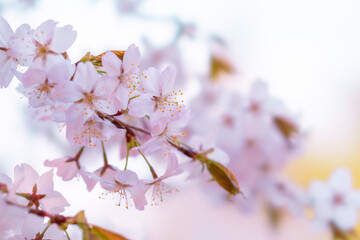 벚꽃, 벚나무, Sakura, Cherry blossom