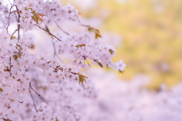 벚꽃, 벚나무, Sakura, Cherry blossom