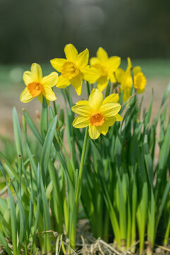 Group of yellow, large-cupped daffodil cultivars (Genus Narcissus) with orange corona.