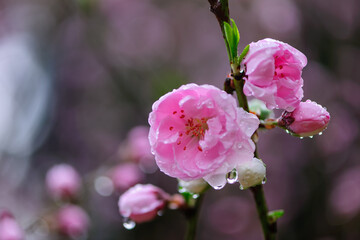 雨の雫が滴るピンク色の花桃の花
